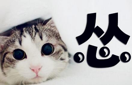 怂是什么梗,怂是什么意思