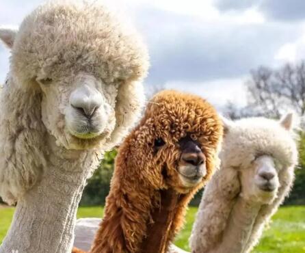 ��������ʲô��˼