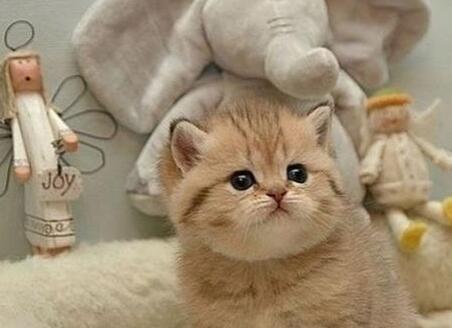 卖萌是什么意思,卖萌的意思,卖萌是什么梗