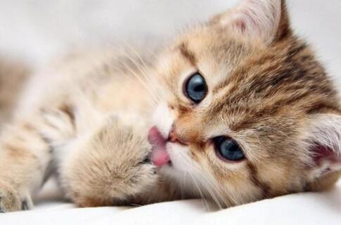 喵星人是什么意思,喵星人的意思