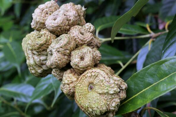 ���ۿµĹ�Ч������