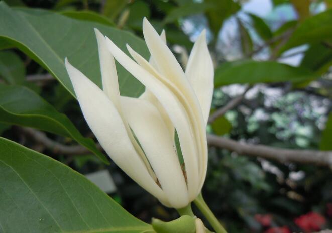 ���Ļ�����ͼƬ,���Ļ�����