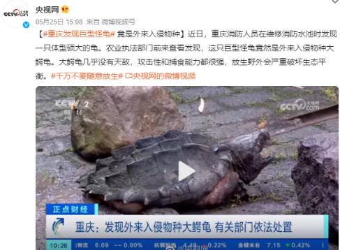 重庆发现巨型怪龟 外来入侵物种大鳄龟