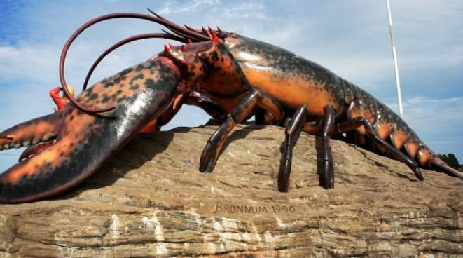 世界上最大的龙虾,最大的龙虾吉尼斯世界纪录