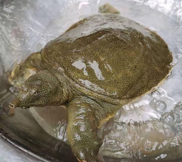 水鱼吃什么,水鱼吃什么食物,水鱼